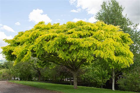 Zelkova serrata Kiwi Sunset